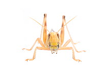 Desert locust (Schistocerca gregaria) male. Captive, occurs in Africa and Asia,Meetyourneighbours.net project