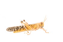 Desert locust (Schistocerca gregaria) male. Captive, occurs in Africa and Asia, Meetyourneighbours.net project
