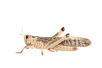 Migratory locust (Locusta migratoria) male, captive, occurs in Eurasia, Australasia and Africa, Meetyourneighbours.net project