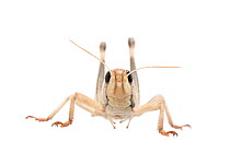 Migratory locust (Locusta migratoria) male, captive,  occurs in Eurasia, Australasia and Africa, Meetyourneighbours.net project
