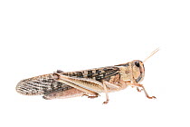 Migratory locust (Locusta migratoria) female, captive, occurs in Eurasia, Australasia and Africa, Meetyourneighbours.net project