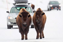 Bison (Bison bison) pair standing on road in winter, Yellowstone National Park, Wyoming, USA, March.
