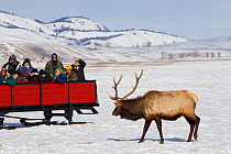Tourists watching Elk (Cervus canadensis) from horse and cart, National Elk Refuge, Wyoming, USA. February 2013.