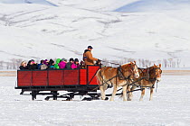 Horse and cart with tourists looking for elk, National Elk Refuge, Wyoming, USA. February 2014.