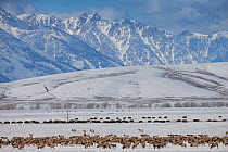 Larger herd of Elk (Cervus elaphus canadensis) migrating across National Elk Refuge, with Buffalo (Bison bison) herd behind, Wyoming, USA.