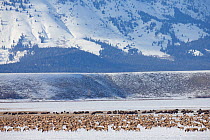 Larger herd of Elk (Cervus elaphus canadensis) migrating across National Elk Refuge, with Buffalo (Bison bison) herd behind, Wyoming, USA. February 2013.