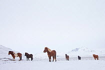 Icelandic horse, herd in winter, Iceland, March.