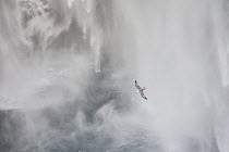 Fulmar (Fulmarus glacialis) flying through waterfall, Iceland, March.