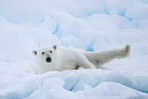 Polar bear (Ursus maritimus) rolling in ice floe, Svalbard, Norway, August. Vulnerable species.