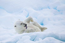 Polar bear (Ursus maritimus) rolling on ice floe, Svalbard, Norway. August. Vulnerable species.