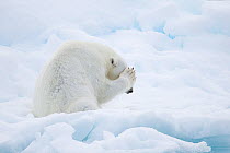 Polar bear (Ursus maritimus) with paw on face, on ice floe, Svalbard, Norway, August. Vulnerable species.