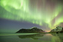 RF- Northern lights (Aurora borealis) over Skagsanden beach, Flakstadoya, Lofoten, Norway. March 2015. (This image may be licensed either as rights managed or royalty free.)