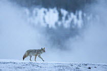 Coyote (Canis latrans) in wintry landscape, Yellowstone National Park, USA, February.