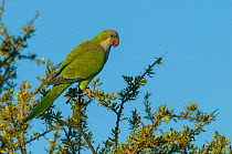 Monk parakeet (Myiopsitta monachus) Calden Forest, La Pampa, Argentina