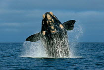 Southern Right whale (Eubalaena australis) breaching, Peninsula Valdes, Chubut, Patagonia, Argentina.