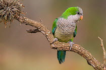 Monk parakeet (Myiopsitta monachus) Calden Forest , La Pampa , Argentina