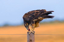 Black-chested buzzard-eagle (Geranoaetus melanoleucus) feeding on a fence post, La Pampa, Argentina
