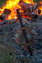 Traditional Argentinian roast of  Large hairy armadillo (Chaetophractus villosus) cooked outdoors over fire, La Pampa, Argentina.
