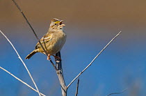 Grassland sparrow (Ammodramus humeralis) singing, La Pampa, Argentina.