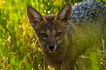 Pampas fox (Lycalopex griseus) portrait, Calden Forest , La Pampa, Argentina