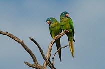 Blue-crowned parakeet (Thectocercus acuticaudatus) two perched together. Ibera Marshes, Corrientes Province, Argentina.