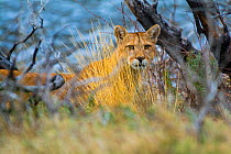 Cougar (Puma concolor) portrait, Torres del Paine National Park, Chile