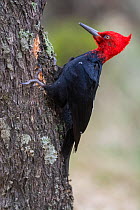 Magellanic woodpecker (Campephilus magellanicus) pecking at tree trunk, Torres del Paine National Park, Chile