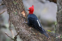 Magellanic woodpecker (Campephilus magellanicus) pecking at tree trunk, Torres del Paine National Park, Chile