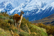Guanaco (Lama guanicoe) in front of mountain landscape, Torres del Paine National Park, Chile