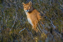 Cougar (Puma concolor) resting in vegetation, Torres del Paine National Park, Chile