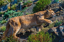 Wild Cougar (Puma concolor) walking across rocks, Torres del Paine National Park, Chile.