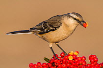 RF- Chalk-browed mockingbird  (Mimus saturninus) feeding on berries, Calden Forest, La Pampa, Argentina. (This image may be licensed either as rights managed or royalty free.)