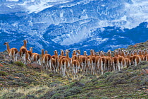 Guanaco herd (Lama guanicoe) in front of mountain landscape. Torres del Paine National Park, Chile