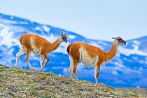Guanacos (Lama guanicoe) mother and kid, Torres del Paine National Park, Chile