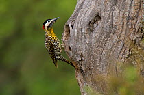 Green-barred woodpecker (Colaptes melanochloros) female at nest hole, La Pampa, Argentina