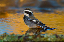 Ringed warbling finch (Poospiza torquata) bathing, Calden Forest , La Pampa, Argentina