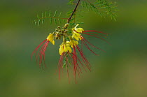 Crimson threadflower (Caesalpinia gilliesii) Calden Forest, La Pampa, Argentina.