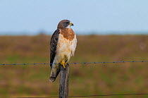 Swainson's hawk (Buteo swainsoni) La Pampa, Argentina.