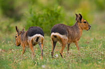 Patagonian cavy (Dolichotis patagonum ) rear view of two, La Pampa, Argentina.