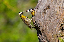 Green-barred woodpecker (Colaptes melanochloros) male emerging from nest hole with fecal sac, La Pampa, Argentina