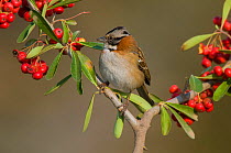 Rufous-collared sparrow (Zonotrichia capensis) perched amongst berries, Calden forest, La Pampa, Argentina.