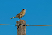 Grassland sparrow (Ammodramus humeralis) perched on fence post, La Pampa, Argentina.