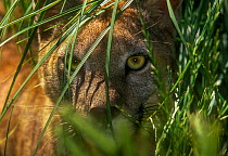 Puma (Puma concolor) hidden in vegetation, captive, La Pampa , Argentina