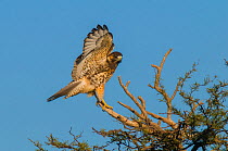 Variable hawk (Geranoaetus polyosoma) juvenile landing on branch, La Pampa, Argentina