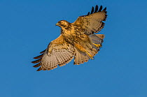 Variable hawk (Geranoaetus polyosoma) in flight, La Pampa , Argentina