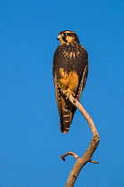 Aplomado Falcon (Falco femoralis) La Pampa, Argentina.