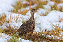 Spotted nothura (Nothura maculosa) in snowy grassland, La Pampa, Argentina