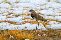 Southern lapwing (Vanellus chilensis) in with spur on its wing, in snowy grassland, La Pampa , Argentina