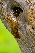 Scimitar-billed woodcreeper (Drymornis bridgesii) at nest hole, Calden forest, La Pampa, Argentina.