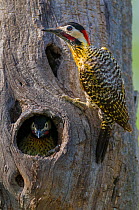 Green-barred woodpecker (Colaptes melanochloros) male at nest hole, La Pampa, Argentina